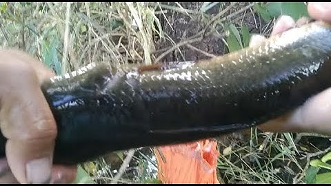 Thăm lơ cá lóc.. keo quá thơm #châmpichvlog