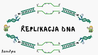 Genetyka: Replikacja DNA