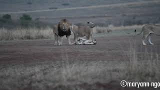 Notch2 with West Lookout pride... dont’t hug daddy lion #MaasaiMara