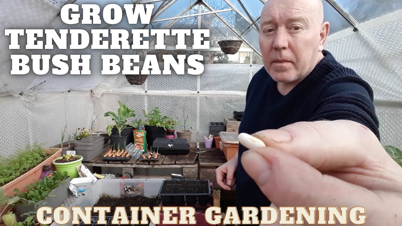 Grow Tenderette Bush Beans [Gardening Allotment UK] [Grow Vegetables At