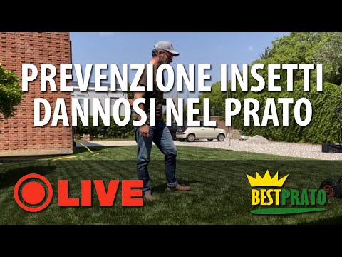 Video: Come affrontare le talpe in giardino? Suggerimenti per i residenti estivi