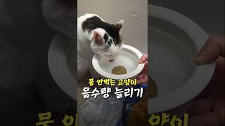 고양이 음수량 늘리는 신기한 아이템