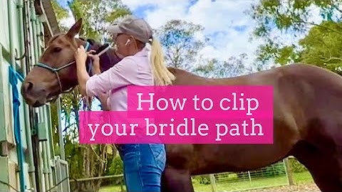 How To Clip Your Horse