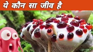 10 Interesting facts you don't know Yeh kaun sa jeev hai!!! sunday special video by F4U