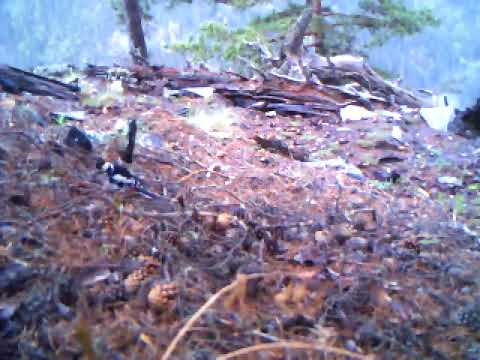 ჭრელი კოდალა თუშეთის ეროვნულ პარკში | Tusheti National Park