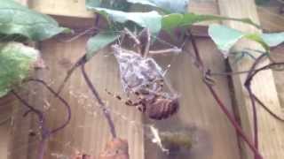 Unreal  Battle Between Orb Web Spider & Massive House Spider