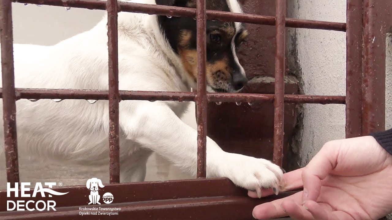 Schronisko dla Bezdomnych Zwierząt - ciepło dla zwierzaków 💚