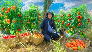 Download Lagu Harvest Tomatoes Goes To Market Sell, Cook Stuffed Tomatoes With Pork, Sprout Seeds For Planting. MP3 Download Lagu Harvest Tomatoes Goes To Market Sell, Cook Stuffed Tomatoes With Pork, Sprout Seeds For Planting. MP3