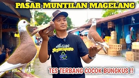 BERBURU MERPATI GIRINGAN DI PASAR MEKAR MUNTILAN MAGELANG COCOK LANGSUNG BUNGKUS 