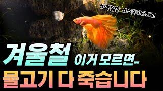 겨울철 물고기 어항 관리하는 방법(수중히터, 백점병, 겨울입양) 베타, 구피, 금붕어, 테트라, 체리새우