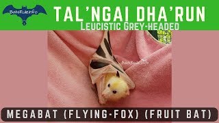 Talngai Dharun Grey-Headed Megabat Flyingfox Fruit Bat
