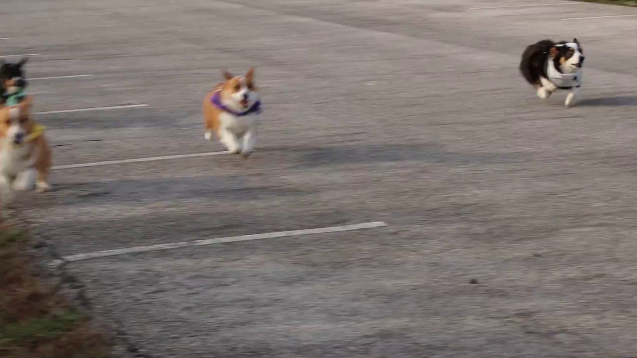 Corgi Races 2017 - Purdue University - Theta Tau Fraternity