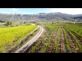 Vendemmia a dorgali tra cannonau e vermentino