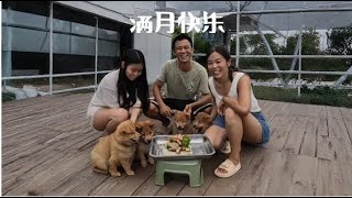 Download Lagu 四条小狗捡来一个月了,回顾它们来时的路,我问心无愧 MP3 Download Lagu 四条小狗捡来一个月了,回顾它们来时的路,我问心无愧 MP3