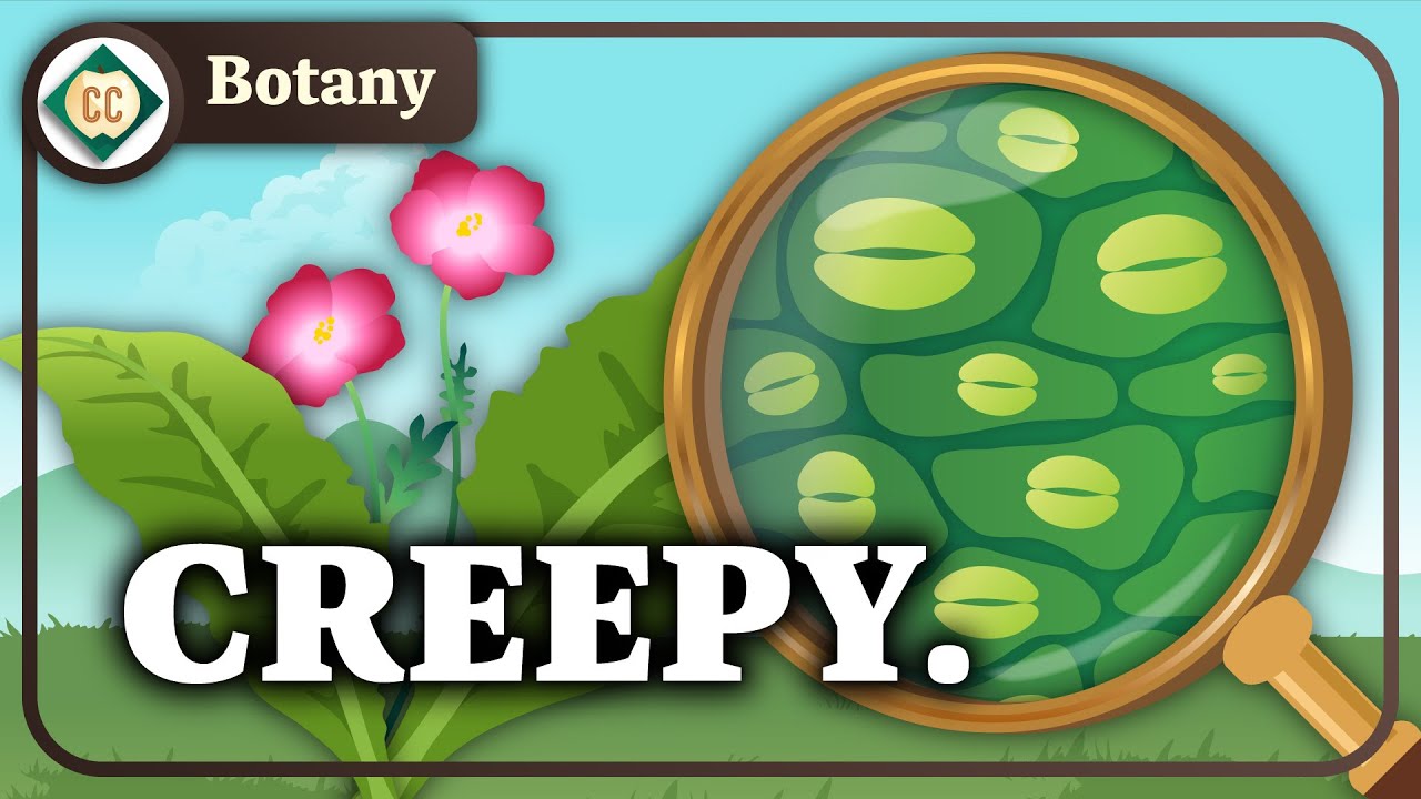 ⁣What Do These Creepy Plant Mouths Do? (Plant Tissues): Crash Course Botany #4