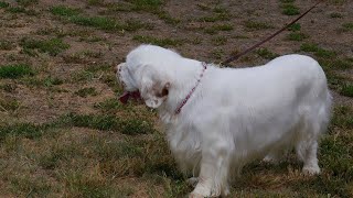 A Look into the History of English Springer Spaniels in Hollywood