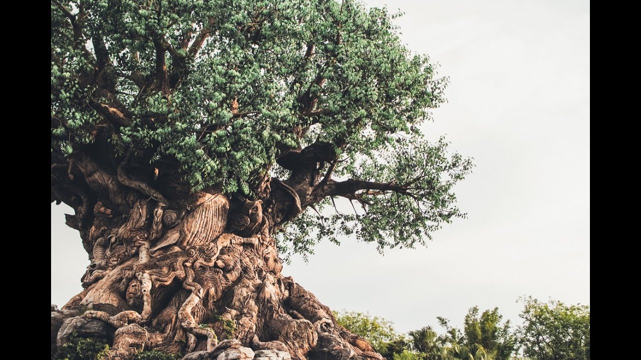 Дерево ис. The Tree is unattractive.