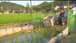 Takao Furuno : des canards dans les rizières.