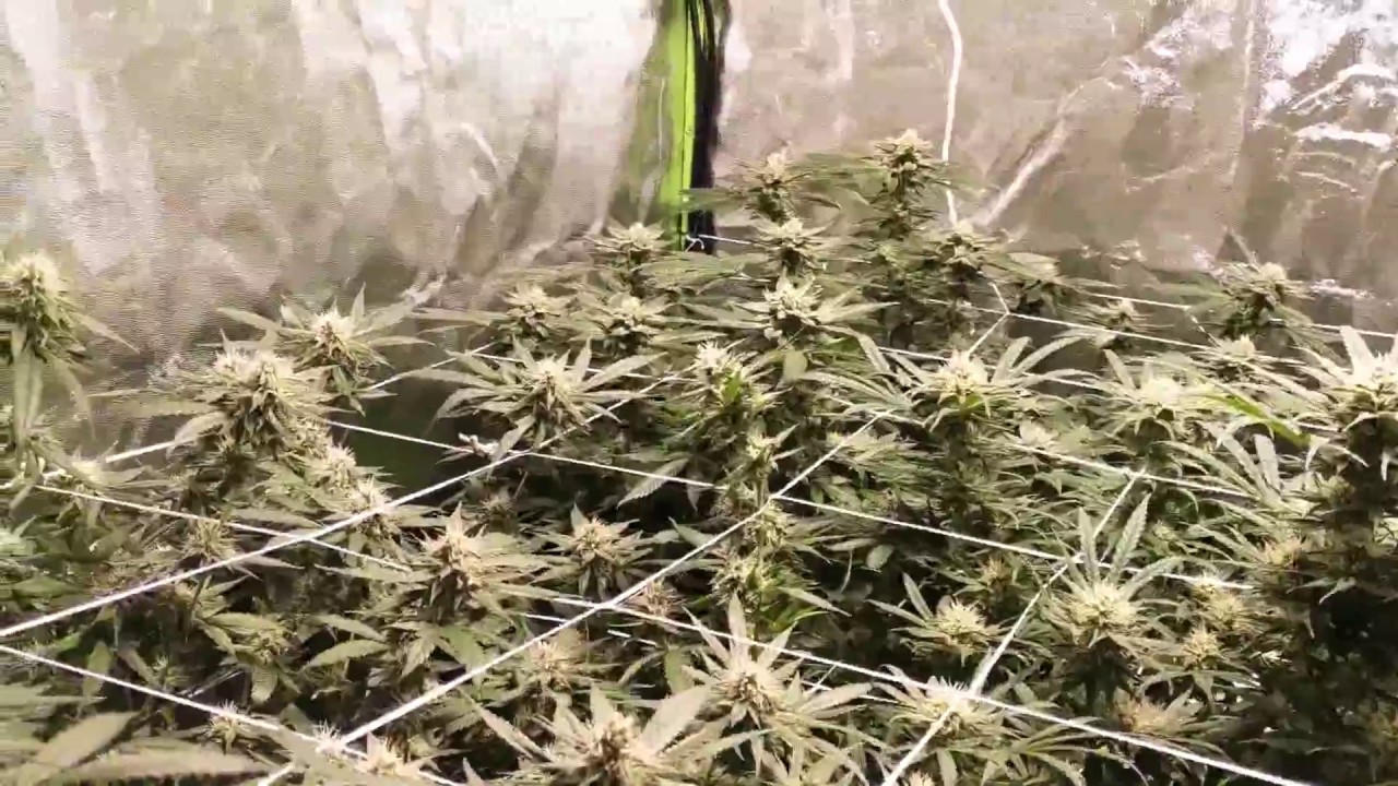 4x4 Grow Tent Update Day 29 Flower