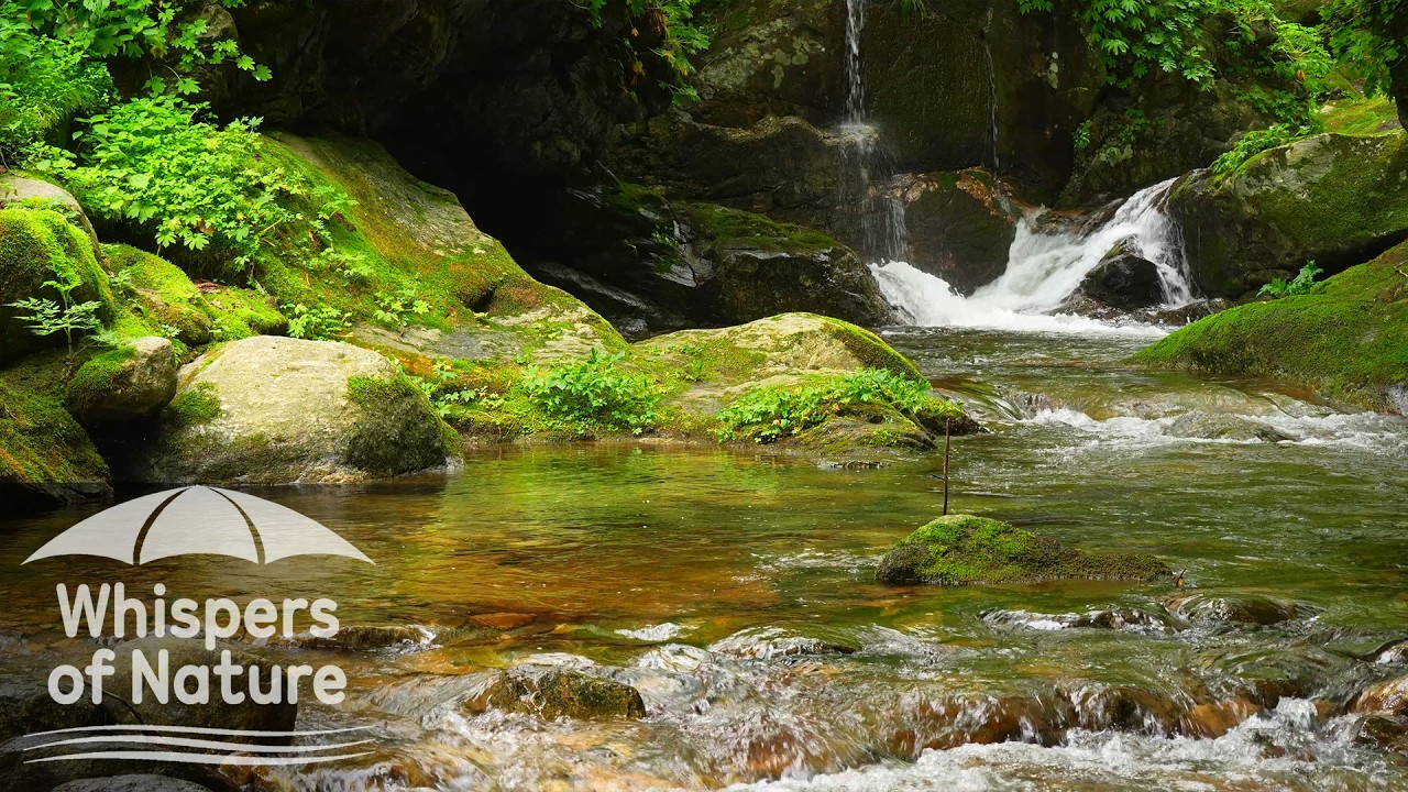 Звуки лесного ручья для расслабления | ASMR природы для сна и учебы
