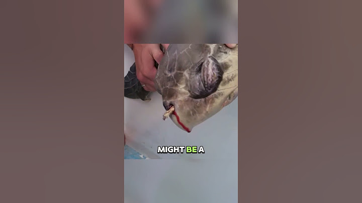 A Straw Got Stuck in a Sea Turtle’s Nose #animals #help #wildlife #love #shorts