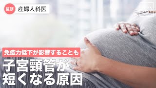 免疫力低下が影響することも 子宮頸管が短くなる原因 Youtube