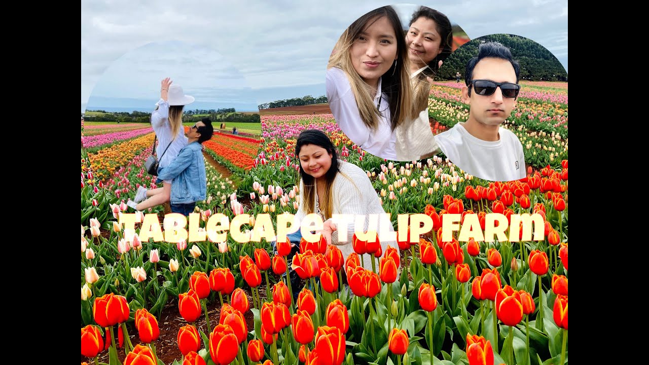 TABLE CAPE TULIP FARM ||WYNYARD || TASMANIA