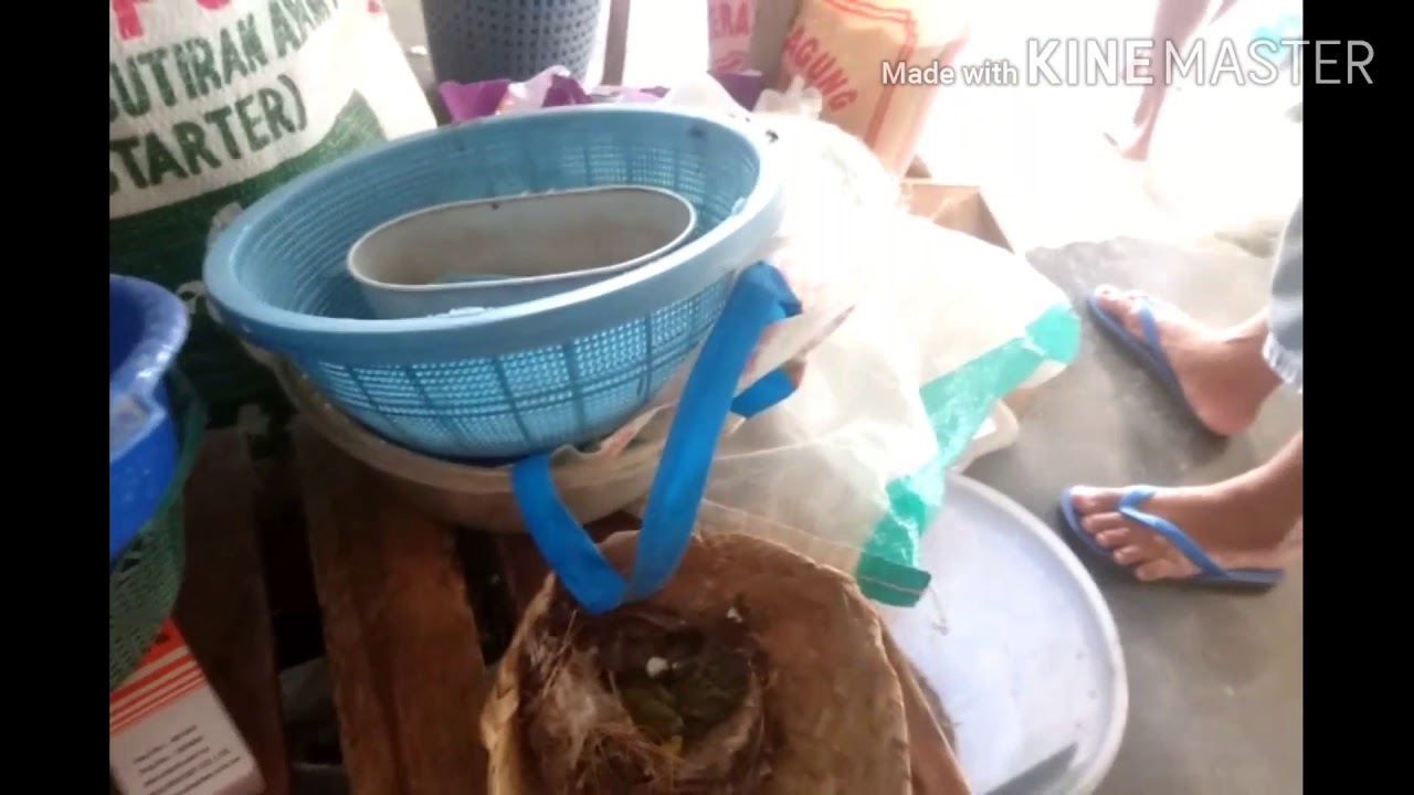 Caranya makani burung sogok ontong gaes 