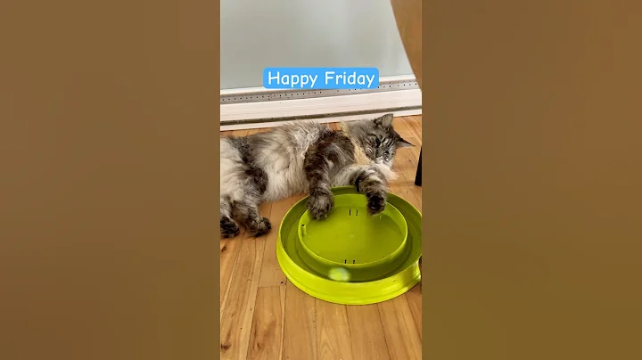 Video 5671341: mainecoon cat, cats pets animals, polydactyl cat, tiny cat, ball cat, cat playing