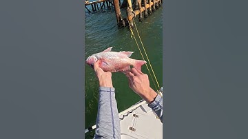 Snapper Tag DIY Fish Project  #fishing #youtubeshorts #snapper