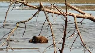 Mississippi Flyway Cam ~ Injured Juvenile Eagle In Water Dies 8.27.19