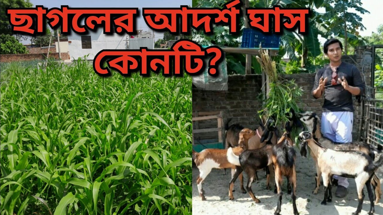 ছাগলের আদর্শ ঘাস কোনটি/ছাগল কোন ঘাস ভালো খায়/ছাগলের জন্য ঘাস চাষ/goat/Grass cultivation for Goats