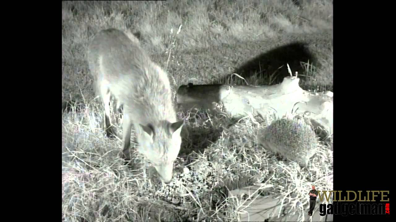 camera iphone 8 plus apk Wildlife Gadgetman - Fox And Hog Feeding 200514