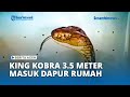 King Cobra Sepanjang 3,5 Meter Masuk Dapur Warga di Gampong Blangme