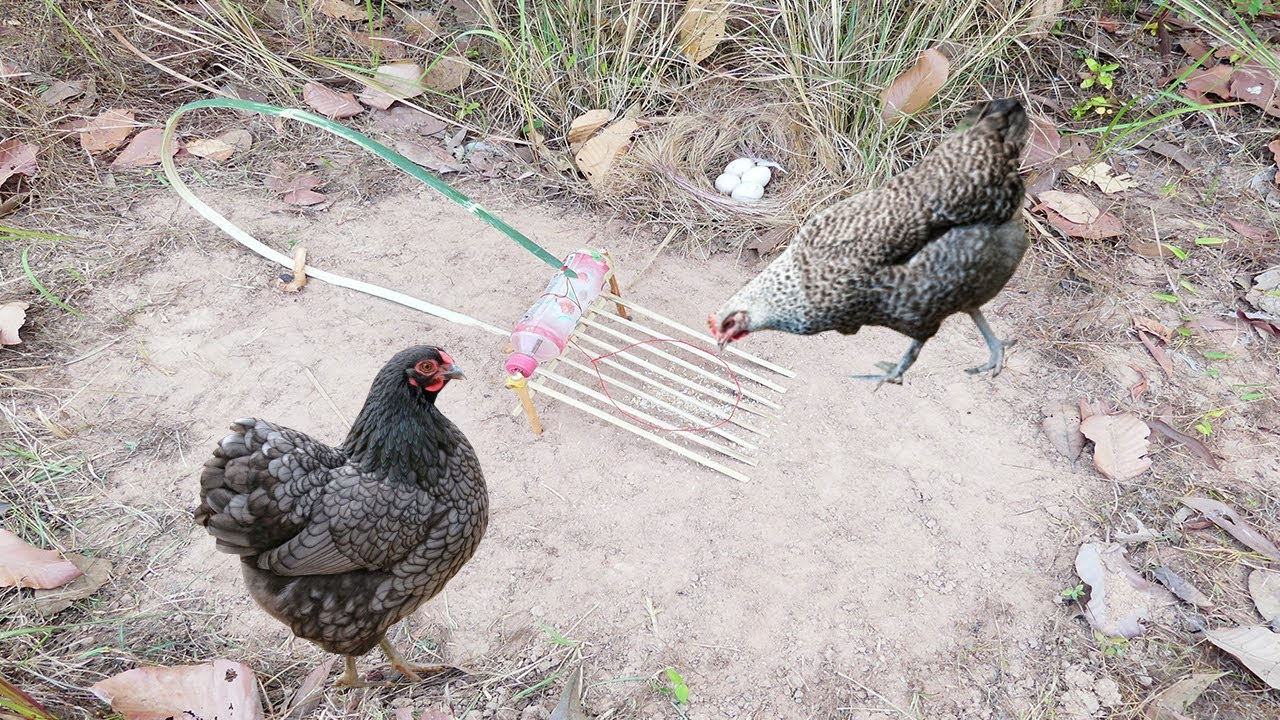 Unbelievable Wild Chicken Trap With Nest Eggs. Amazing Technique DIY