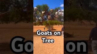 The mystery of the tree climbing goats in Morocco#shorts #shortsfeed