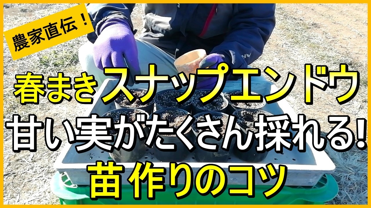 【スナップエンドウ】失敗しない2月～3月種まきのコツ【有機農家直伝！無農薬で育てる家庭菜園】　26/2/12