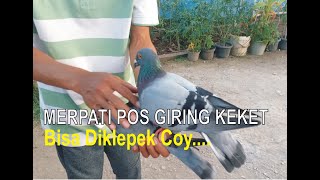 Merpati Pos Giring Keket