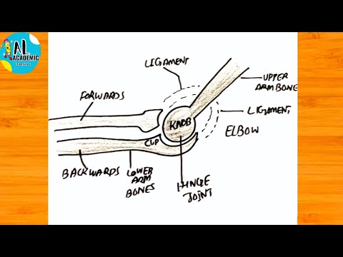 How to draw Hinge joint | How to draw Knee joint Diagram | Hinge joint Drawing