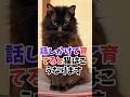 話しかけて育てると猫はこうなります #人類ねこ同盟 #ねこたんの解説 #ねこのきもち