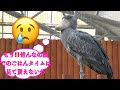☘️癒やしのフタバだよ〜🌹😢もう!!️皆んなの前でのごはんタイムは見て貰えないわ『ふたば 皐月&bull;立夏のお話し十』 フタバの🌱ご飯タイムの復活を願う❗️花鳥園🌱ふたば嬢と😎頑固者菊爺のつぶやき