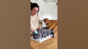 🤣She Cuts a Cat Cake 🍰— and the Real Cat Freaks Out! | ‘Calma, é só bolo!😹   Real Cat Freaks Out! 🎬