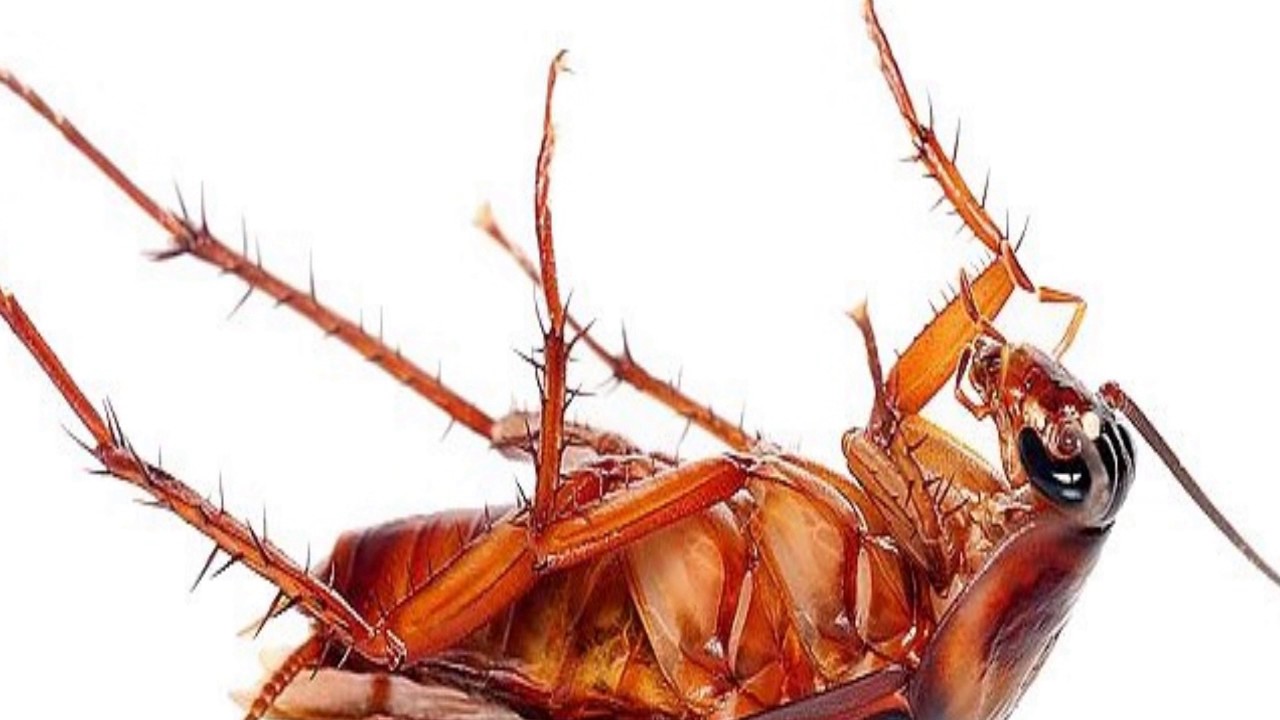 remedios naturales para la artritis No quedará ni una sola cucaracha viva con solo utilizar estos ingredientes caseros.