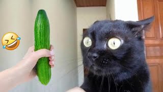 😹🤣 So Funny! Funniest Cats and Dogs ❤️😘 Best Funny Animals 2024 # 12