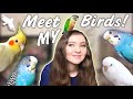 Meet all my birds get to know the flock