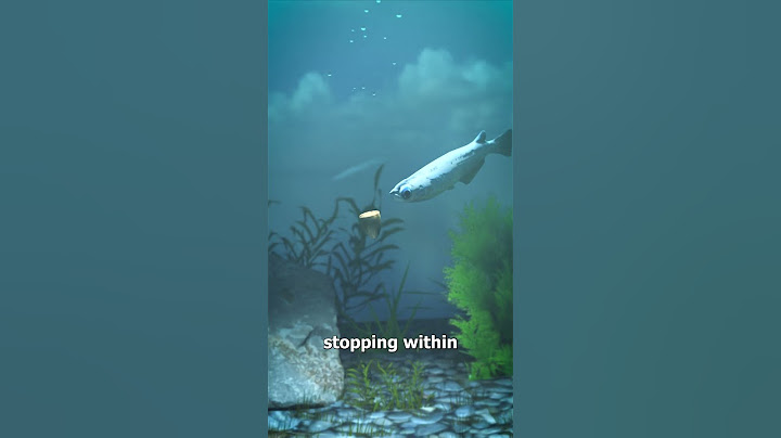 Shoot A Bullet Underwater? 🤔
