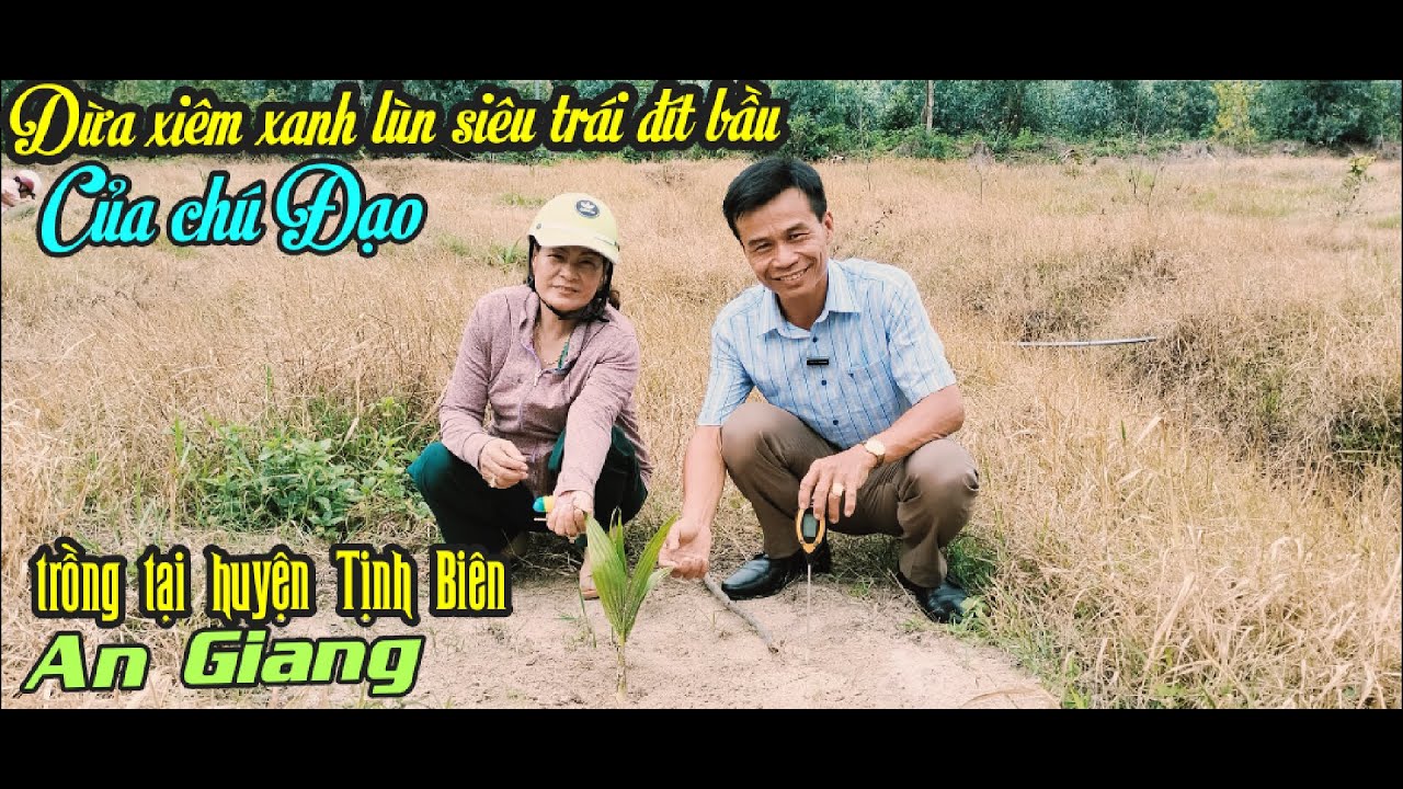 THAM QUAN DỪA GIỐNG XIÊM XANH LÙN CỦA CHÚ ĐẠO BÁN CHO BÀ CON TRỒNG TẠI HUYỆN TỊNH BIÊN, AN GIANG