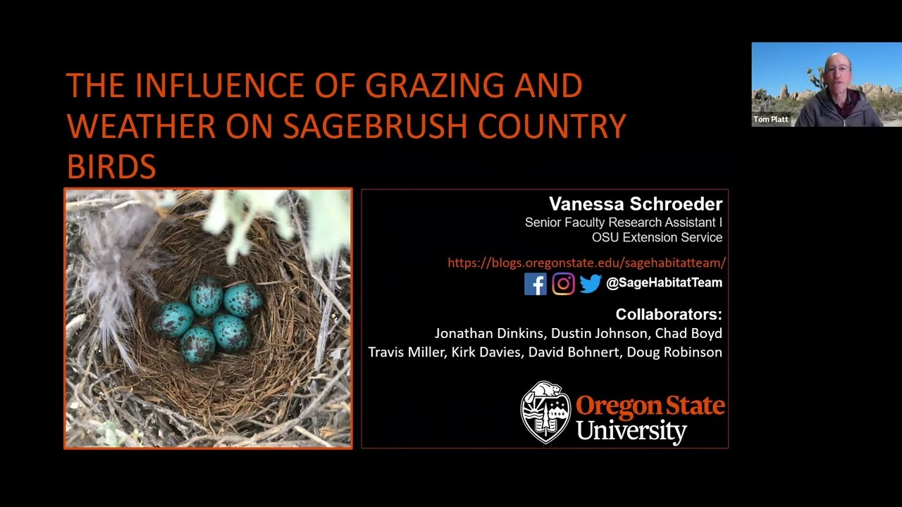 Influence of grazing and weather on sagebrush country birds   HD 1080p