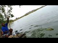 Rohu fish & mrigal fishes catch | Fish hunting