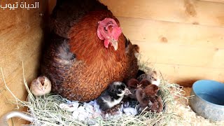 27 كتكوت مع دجاجة واحدة -حصاد الدجاجة من بيض الكتاكيت - كتاكيت حديثة الولادة